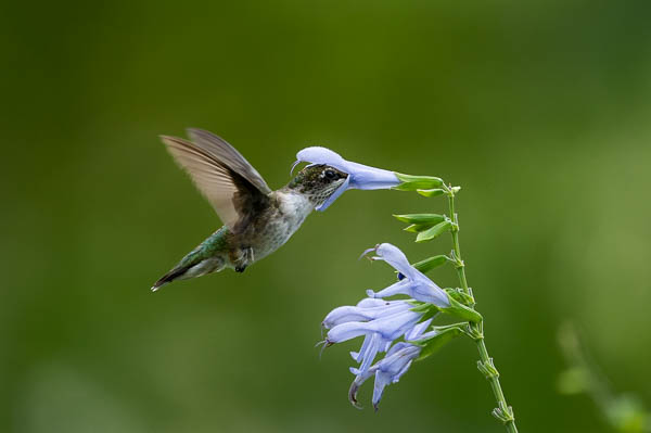 Fort Tryon Hummingbird