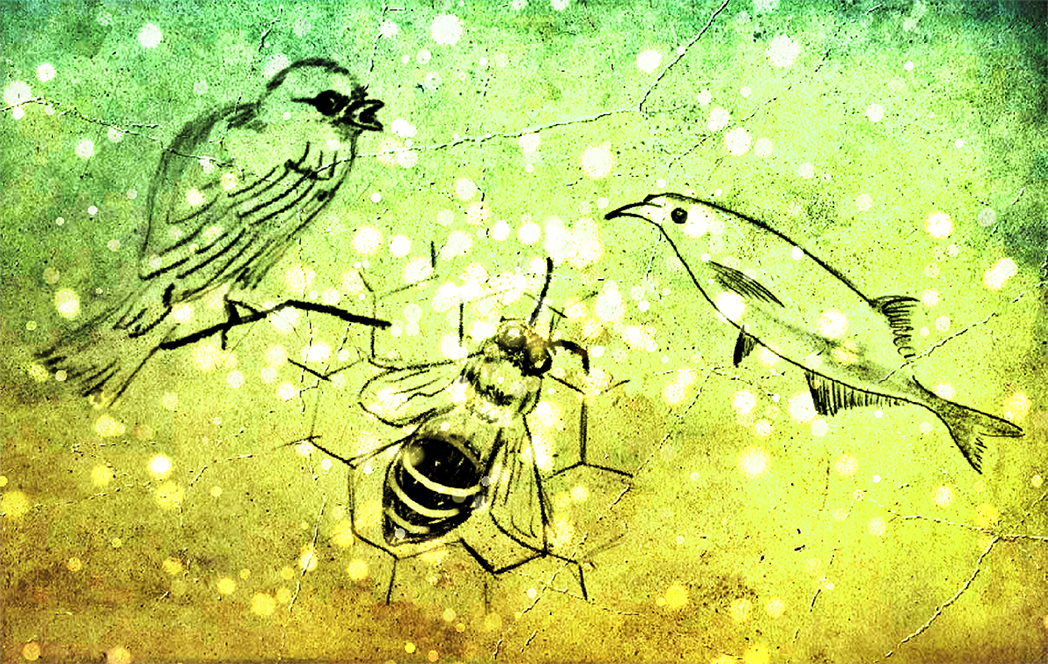 Birds, Bees, Electric Fish